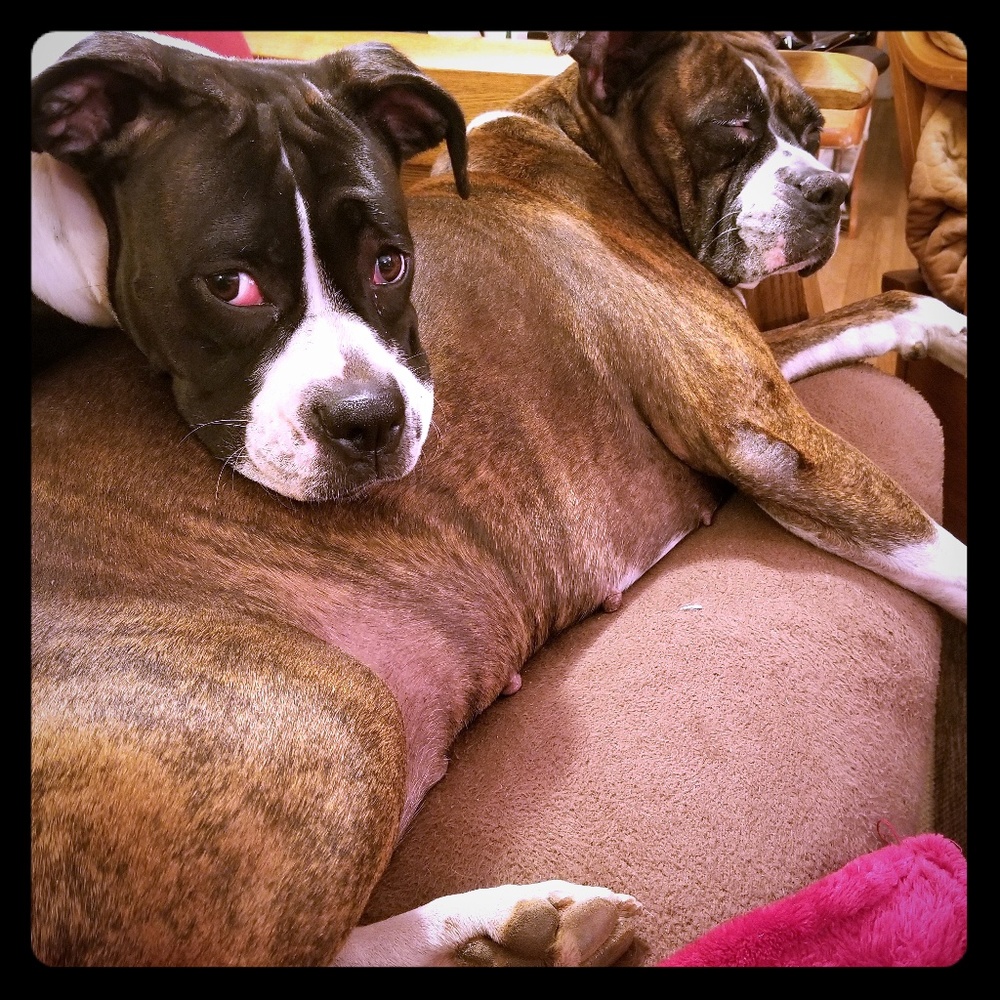 Meet your Posher, Anne marie